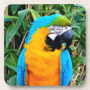 Search for macaws coasters Animals