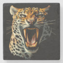 Search for attack coasters Animals