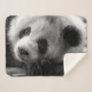 Search for panda blankets Sichuan province