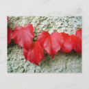 Search for creeper postcards Nature