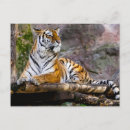 Search for endangered postcards Colourful