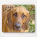Search for bloodhounds electronics Dog
