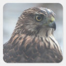 Search for cooper stickers Bird