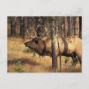 Search for bugle postcards Bull