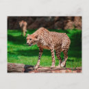 Search for acinonyx jubatus postcards Big cat