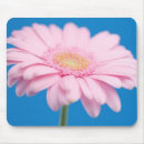 Search for gerbera electronics Photography