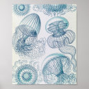 Search for vintage natural history posters Marine biology