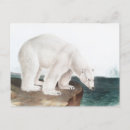 Search for bear illustration postcards Vintage