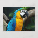 Search for ara postcards Bird