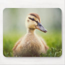 Search for duck mouse mats Outdoors