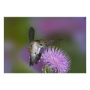Search for archilochus posters Ruby throated hummingbird