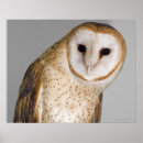 Search for owl portrait posters Wildlife