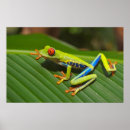 Search for green tree frog art Sitting