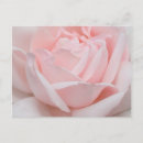 Search for rose petals postcards Floral