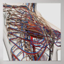 Search for female anatomy posters Close up