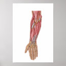 Search for forearm Muscle tissue