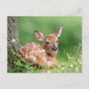 Search for lay postcards Wildlife
