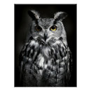 Search for black white owl posters Wildlife