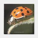 Search for natural pattern magnets Outdoors