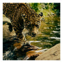 Search for wildcats posters Wildlife
