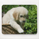 Search for stretch electronics Puppy