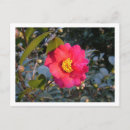 Search for camellia flower postcards Red
