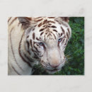 Search for white tiger postcards India