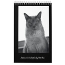 Search for siamese photography Kitty