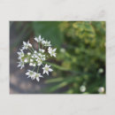 Search for delicate horizontal postcards Garden