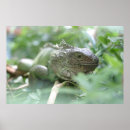 Search for iguanas posters Wildlife