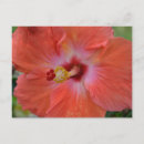 Search for flowering mums postcards Landscape