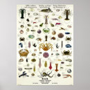 Search for saltwater fish posters Vintage
