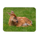 Search for fawn magnets Nature
