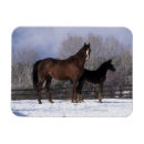 Search for foal magnets Bob langrish