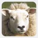 Search for cute ewe stickers Farms