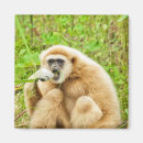 Search for monkey pic magnets Monkeys