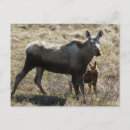 Search for danita delimont postcards Calf