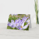 Search for crocuses cards Lilac