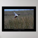 Search for marshland posters Bird