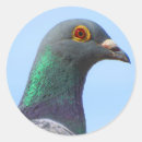 Search for beaks stickers Feathers