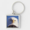 Search for haliaeetus key rings Predator