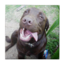 Search for labrador tiles Animal
