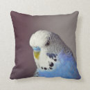 Search for blue budgie cushions Parakeet