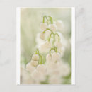 Search for scent postcards White