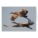 Search for grus canadensis Cranes