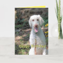 Search for poodle birthday cards Canine