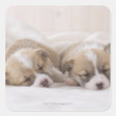 Search for blanket stickers Sleeping