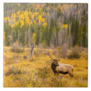 Search for cathy tiles Danita delimont