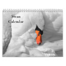 Search for swans swan calendars Photography