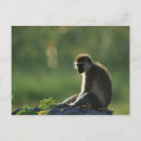 Search for savanna postcards Animal